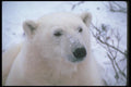 100025 Polar Bear, Tight Head Shot A4 Photo Print