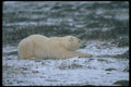 100026 Polar Bear Lying On Snowy Tundra A4 Photo Print