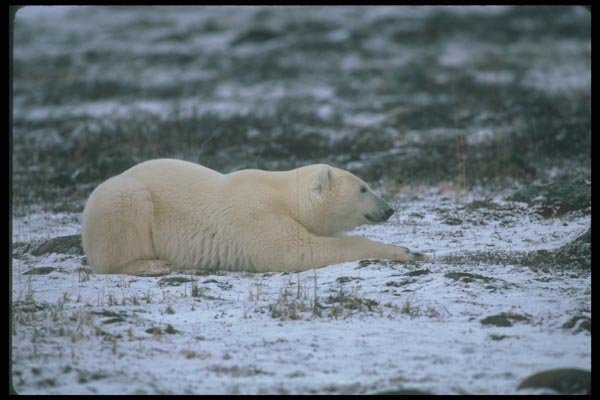 100026 Polar Bear Lying On Snowy Tundra A4 Photo Print