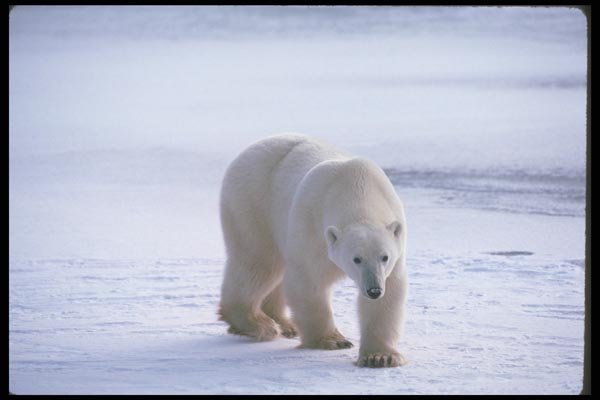 100027 Polar Bear On Snow A4 Photo Print