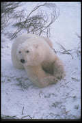 100028 Polar Bear Lying On Snowy Tundra A4 Photo Print