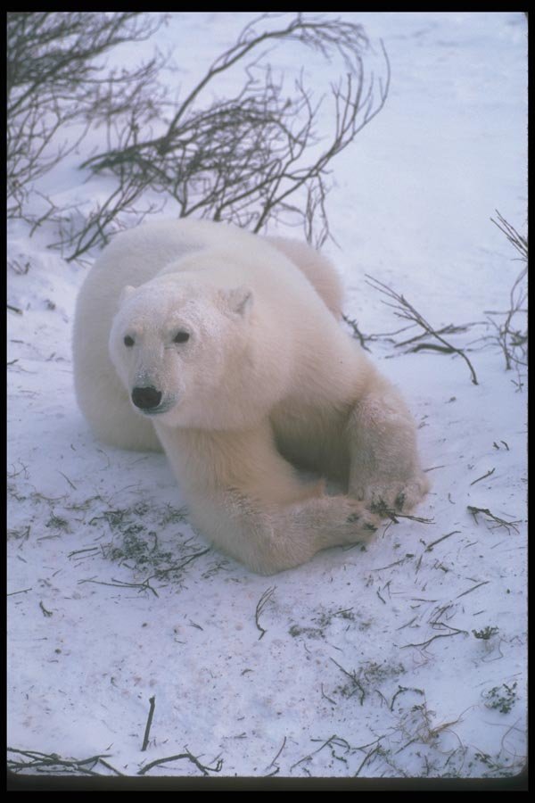100028 Polar Bear Lying On Snowy Tundra A4 Photo Print