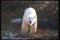 100029 Polar Bear By Tundra Willow A4 Photo Print