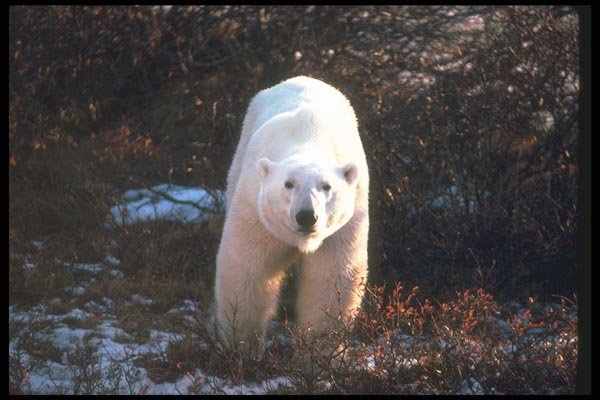 100029 Polar Bear By Tundra Willow A4 Photo Print