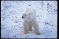 100030 Polar Bear On Snowy Tundra A4 Photo Print