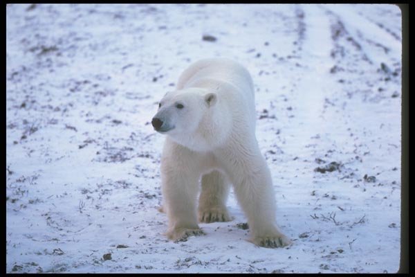 100030 Polar Bear On Snowy Tundra A4 Photo Print