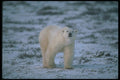 100031 Polar Bear On Snowy Tundra A4 Photo Print