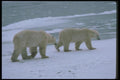100032 Polar Bears On Ice A4 Photo Print