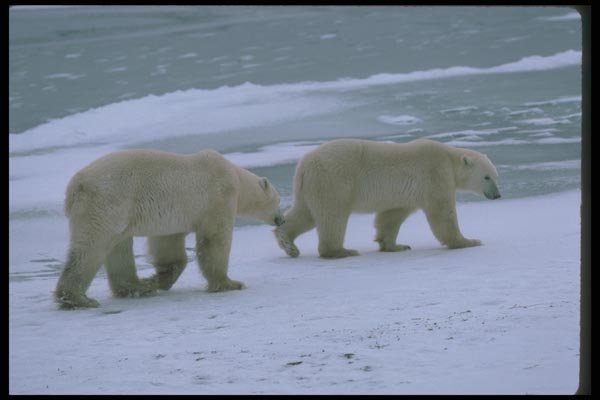 100032 Polar Bears On Ice A4 Photo Print