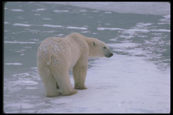 100033 Polar Bear On Snow And Ice A4 Photo Print
