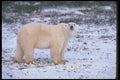 100034 Polar Bear On Snowy Tundra A4 Photo Print