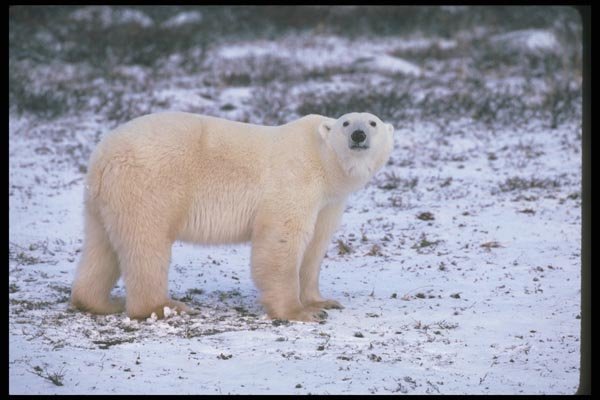 100034 Polar Bear On Snowy Tundra A4 Photo Print