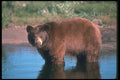 100035 Black Bear (Brown Phase), In Water A4 Photo Print