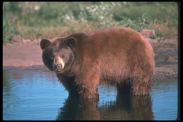 100035 Black Bear (Brown Phase), In Water A4 Photo Print