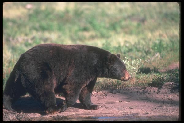 100036 Black Bear Walking A4 Photo Print
