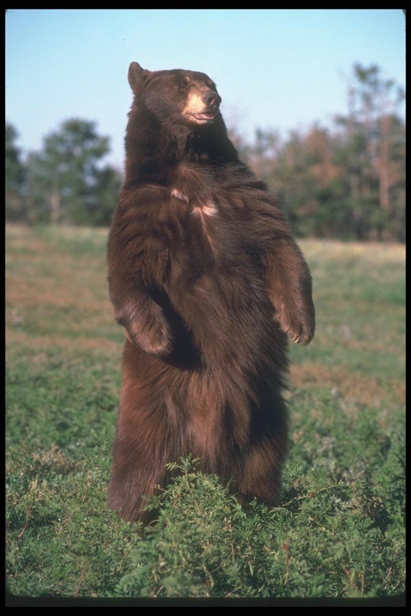 100037 Black Bear (Brown Phase), Standing Erect A4 Photo Print