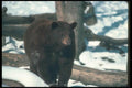 100038 Adult Black Bear (Brown Phase) A4 Photo Print