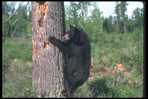 100039 Black Bear Climbing Tree A4 Photo Print