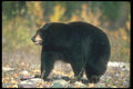 100040 Black Bear Against Fall Colors A4 Photo Print