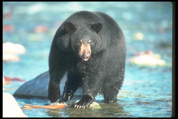 100041 Black Bear Along Wilderness River A4 Photo Print