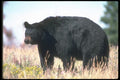 100042 Black Bear In Wild Flowers A4 Photo Print