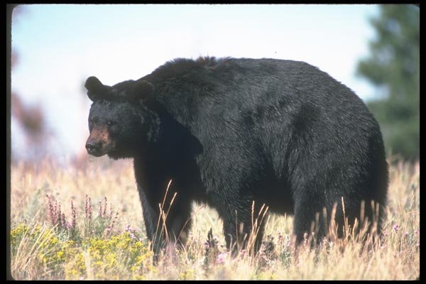 100042 Black Bear In Wild Flowers A4 Photo Print