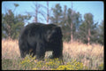 100043 Black Bear In Wild Flowers A4 Photo Print