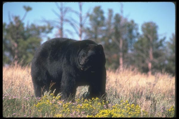 100043 Black Bear In Wild Flowers A4 Photo Print