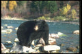 100044 Black Bear Along Wilderness River A4 Photo Print