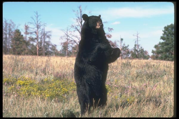 100045 Black Bear Standing Erect In Wild Flowers A4 Photo Print