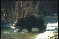 100046 Large Adult Black Bear Crossing Icy Winter Stream A4 Photo Print