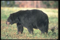 100047 Black Bear In Meadow A4 Photo Print