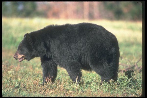 100047 Black Bear In Meadow A4 Photo Print