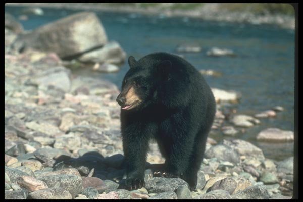 100048 Black Bear Along Wilderness River A4 Photo Print