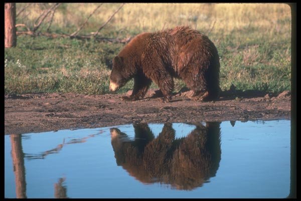 100049 Black Bear (Brown Phase), Reflected In Water A4 Photo Print