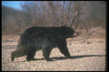 100050 Black Bear On Rocky Beach A4 Photo Print