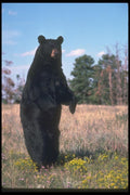 100051 Black Bear Standing Erect In Wild Flowers A4 Photo Print