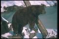 100052 Adult Black Bear (Brown Phase) A4 Photo Print