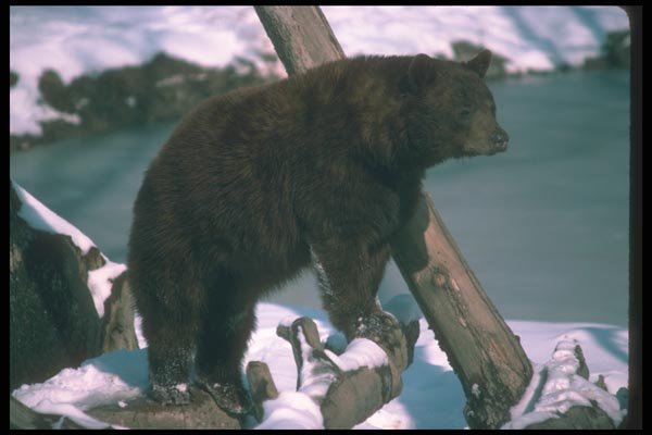 100052 Adult Black Bear (Brown Phase) A4 Photo Print