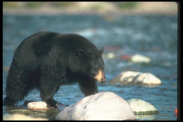 100053 Black Bear Along Wilderness River A4 Photo Print