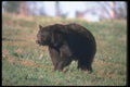 100054 Black Bear In Meadow A4 Photo Print