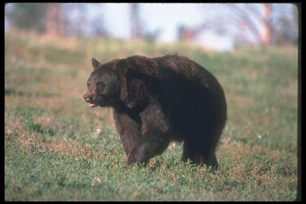 100054 Black Bear In Meadow A4 Photo Print
