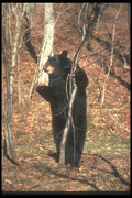 100055 Large Black Bear Standing Erect A4 Photo Print