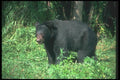 100056 Black Bear In Grassy Opening A4 Photo Print