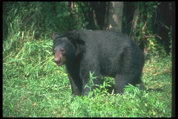100056 Black Bear In Grassy Opening A4 Photo Print