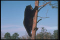 100057 Black Bear Climbing Tree A4 Photo Print