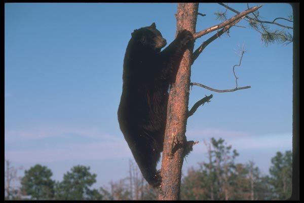 100057 Black Bear Climbing Tree A4 Photo Print