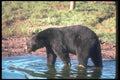 100058 Black Bear In Water A4 Photo Print