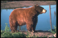100059 Black Bear (Brown Phase), By Water A4 Photo Print