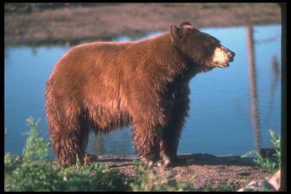 100059 Black Bear (Brown Phase), By Water A4 Photo Print